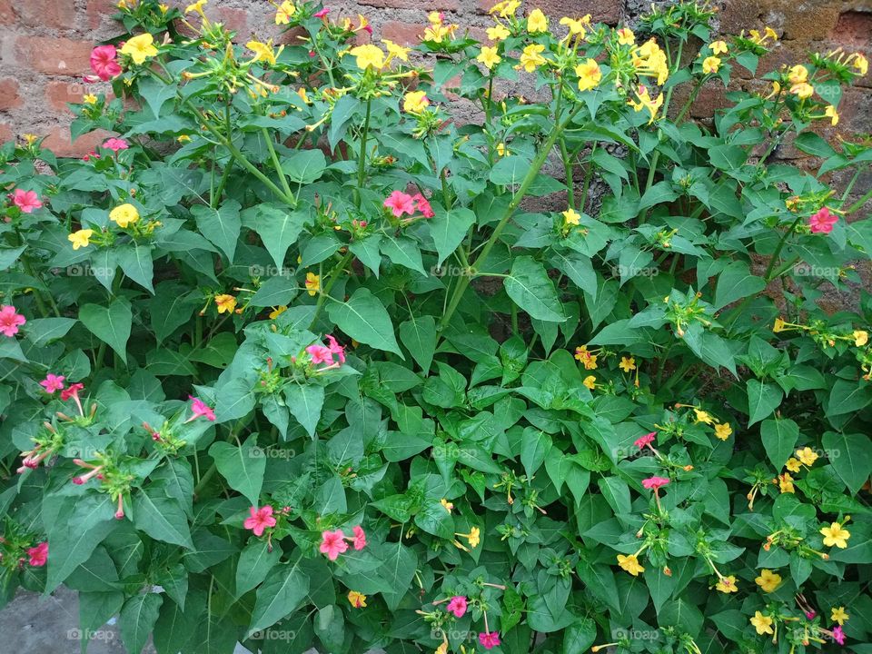 🌺 flower to nice of garden
flower is to good
aise flower ko toh ji chahta hai dekhte rahe man ko moh lene wala flower gajab ka hai