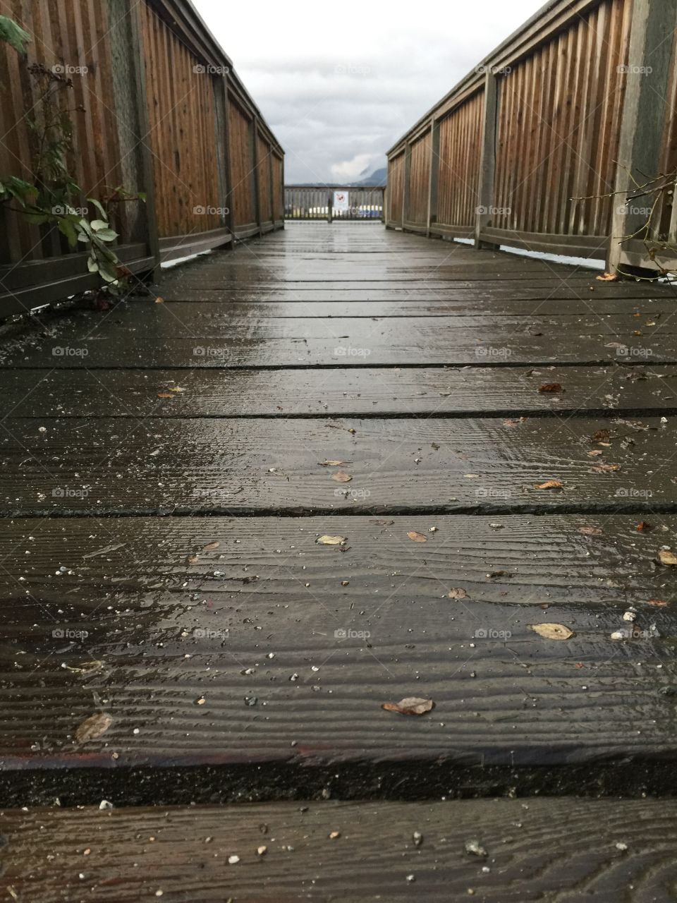 An ant’s perspective of a wet pier after a rain storm