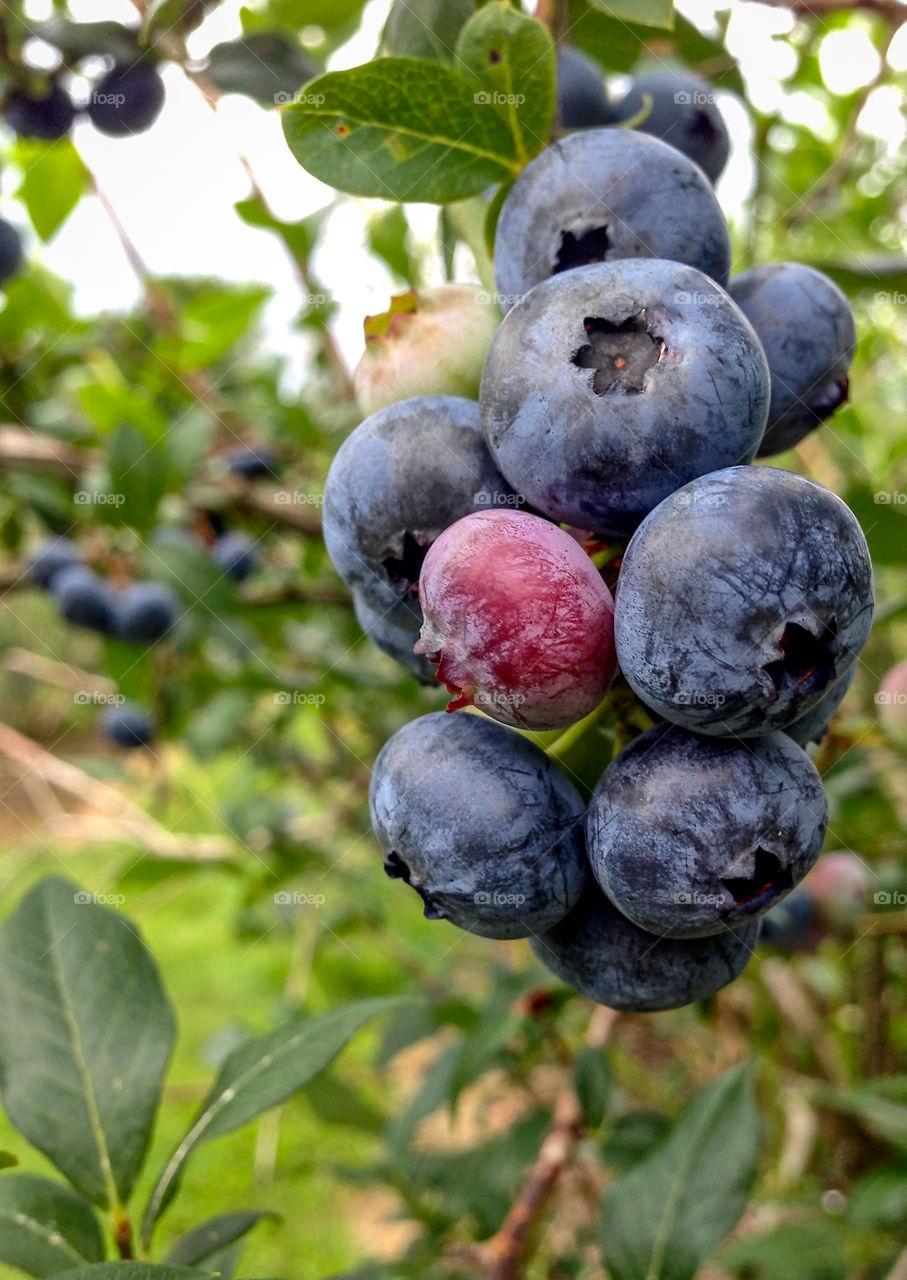 Blueberries 