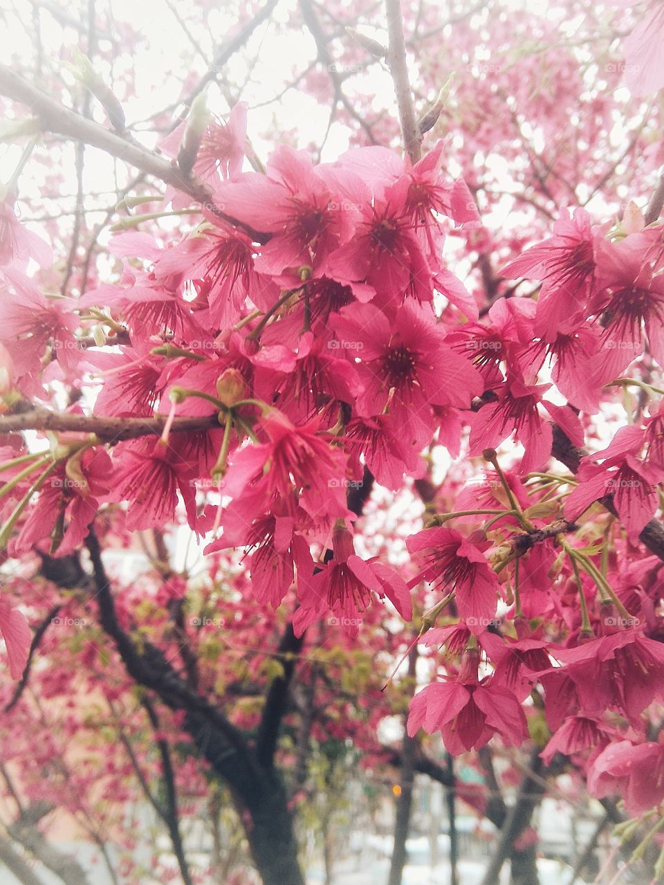 pink flower - taiwan