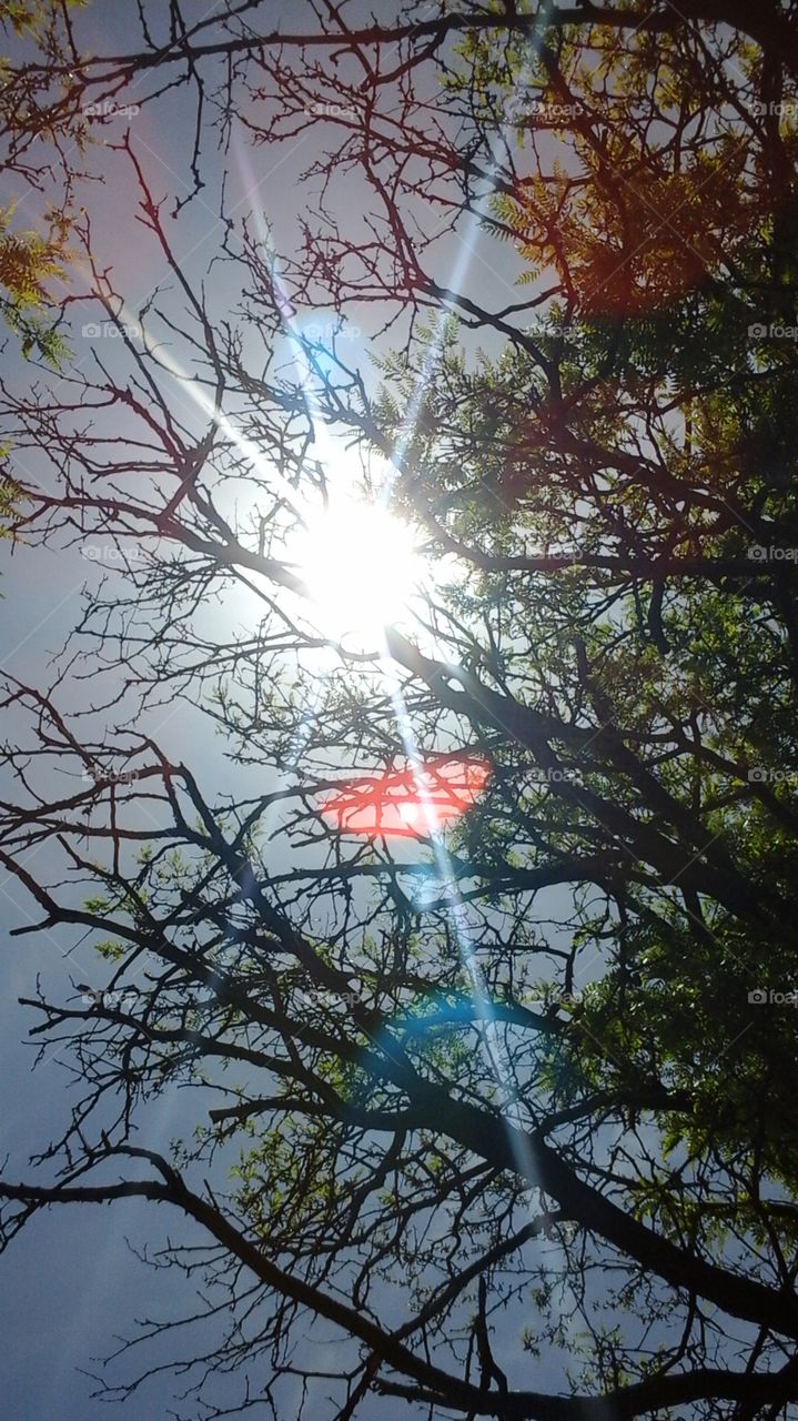 sun through the trees