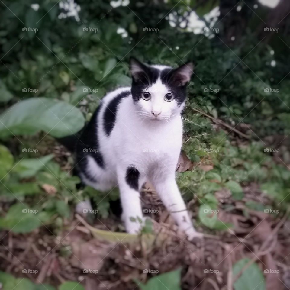 neighbour's cat