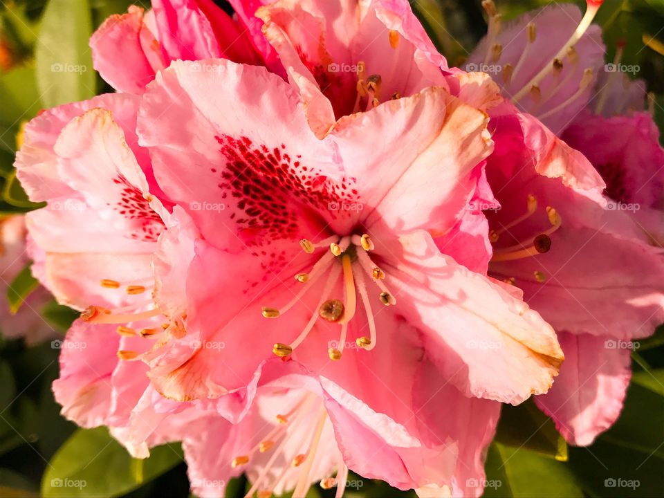 Close up pink flower 