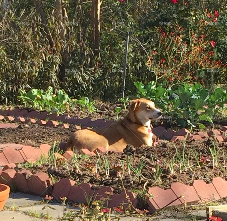 Pudge the Rescue Dog enjoys sunny Spring Day in the garden