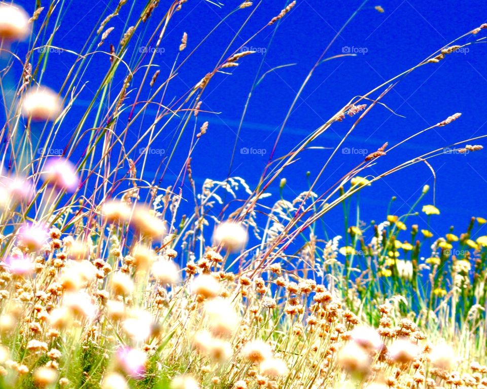 Summer. Flowers and sky
