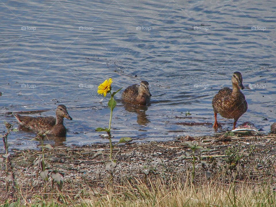 Ducks swimming in lake