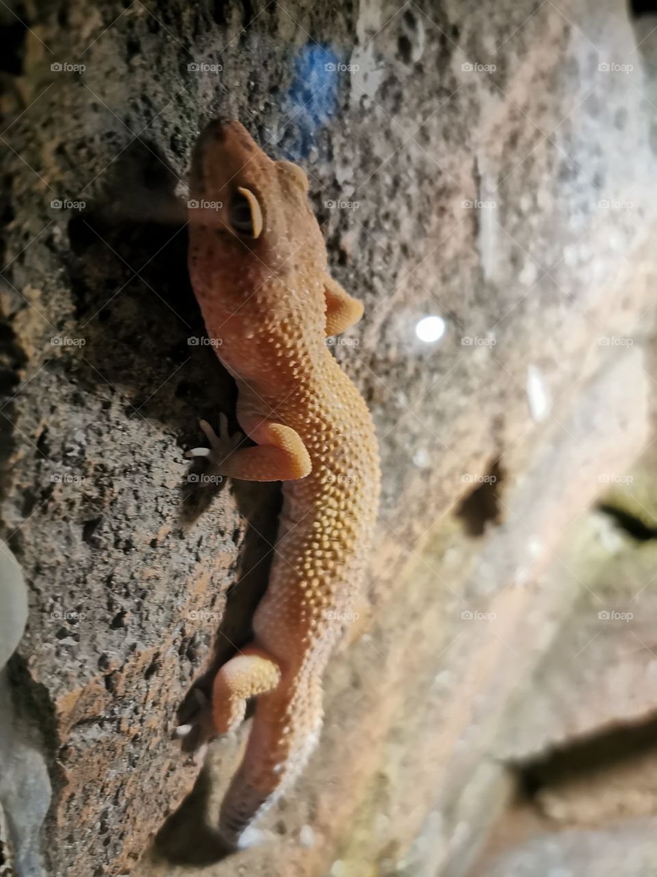Gecko light brown on the rock