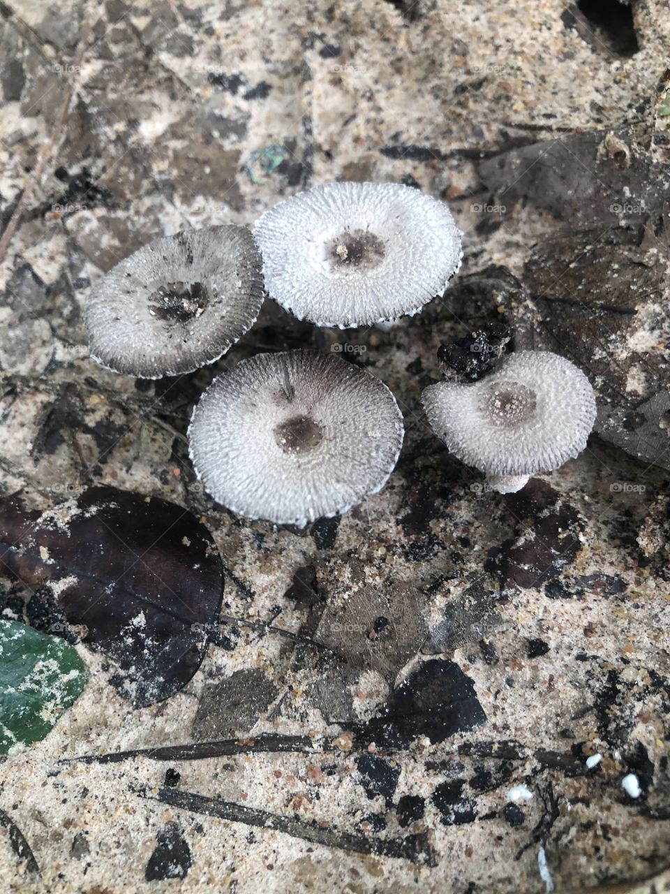 The signs of nature, My garden ( Countryside)