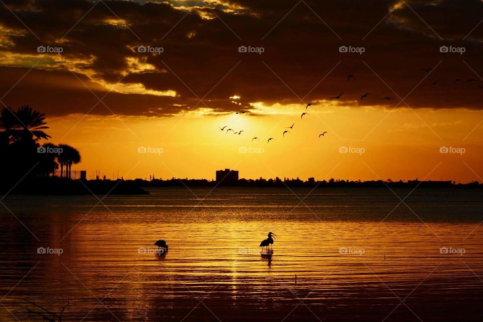 Sunset in the evening,flock of birds flying ,ocean