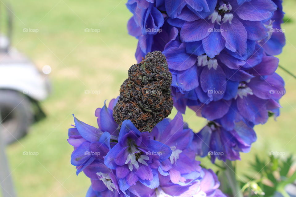 bud of purple kush on some flowers