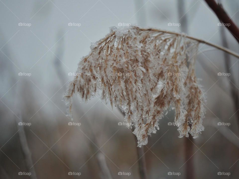 Frozen nature