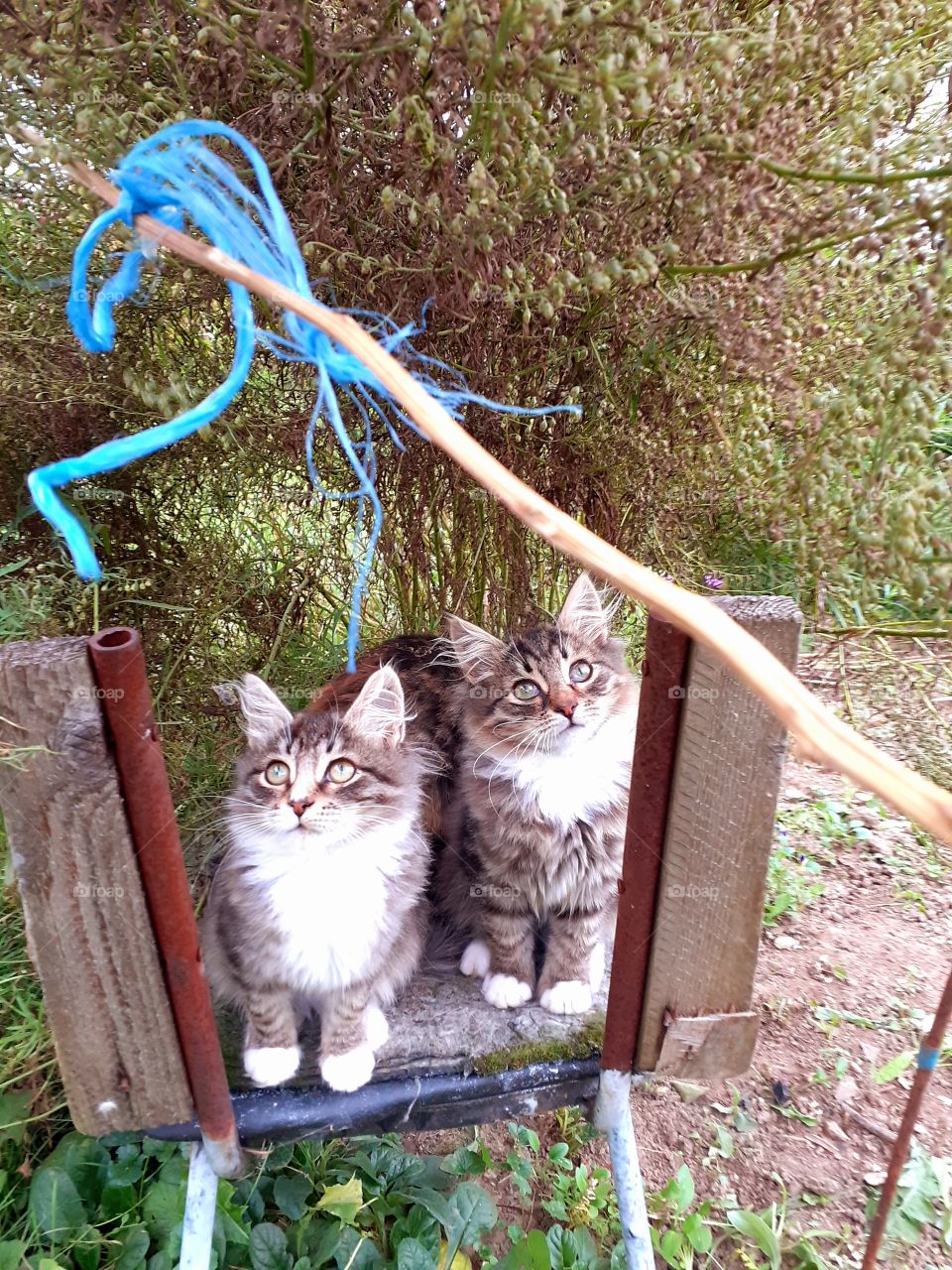 две кошечки сестрички