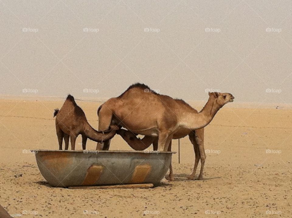 Camel mother 