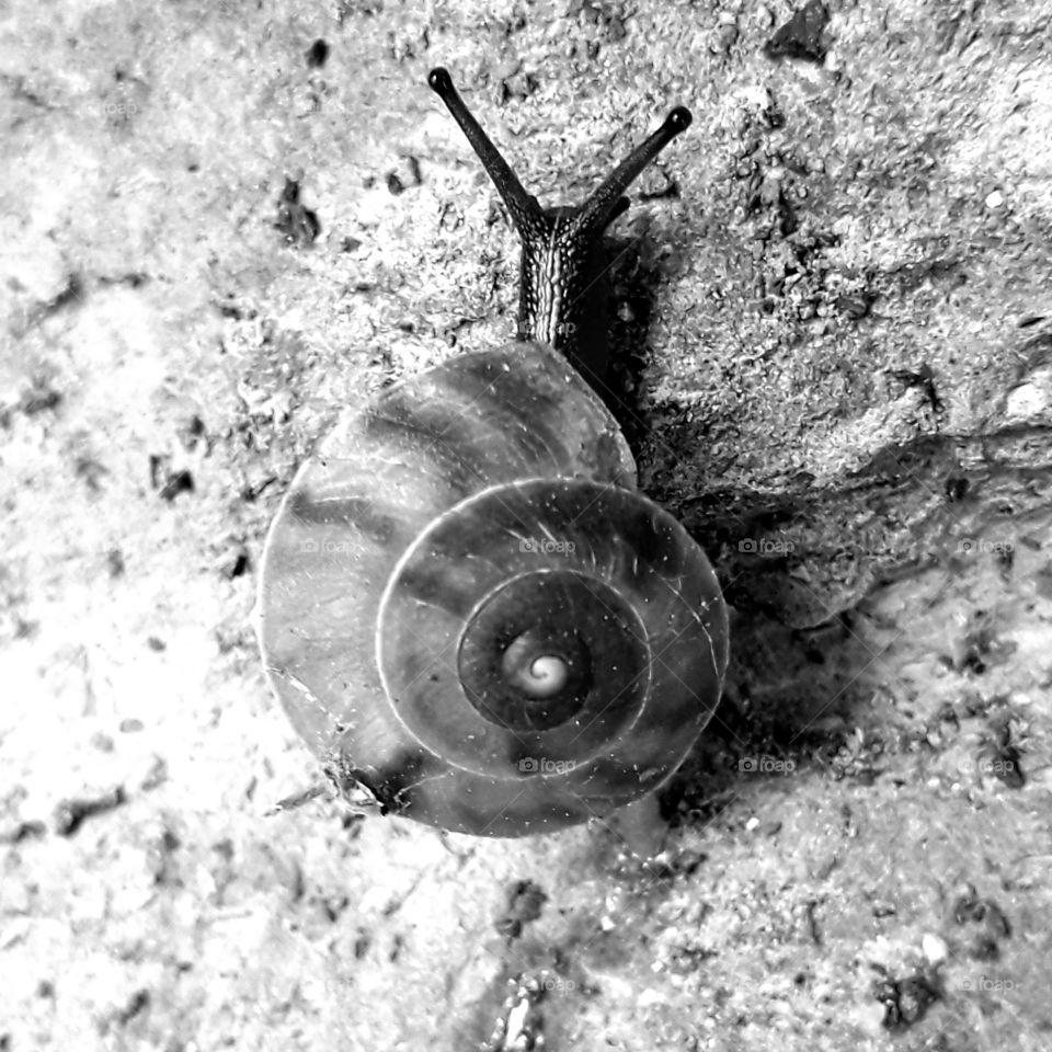 Snail