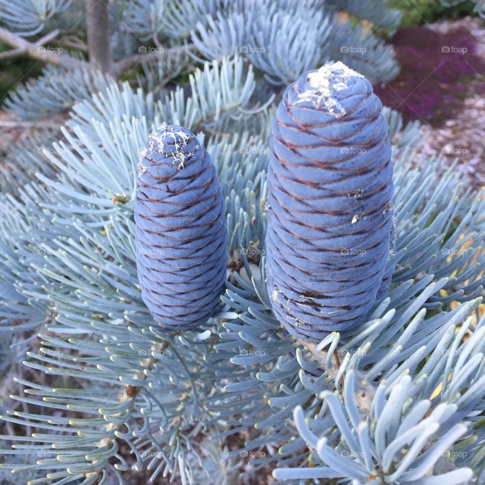 Blue Pines Cones