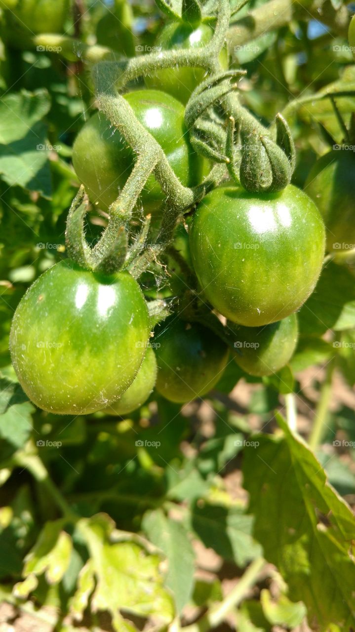A close-up of green tomato