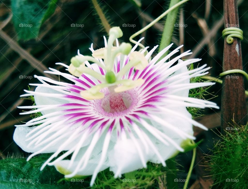 foetida pasiflora flower.