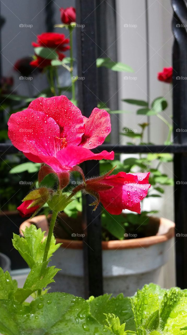 May at Córdoba. Interior yard of my parents home at Córdoba
