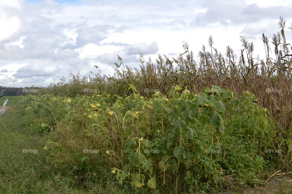 Withered sunflowers in front of cornstalks with a cloudy sky in the background 