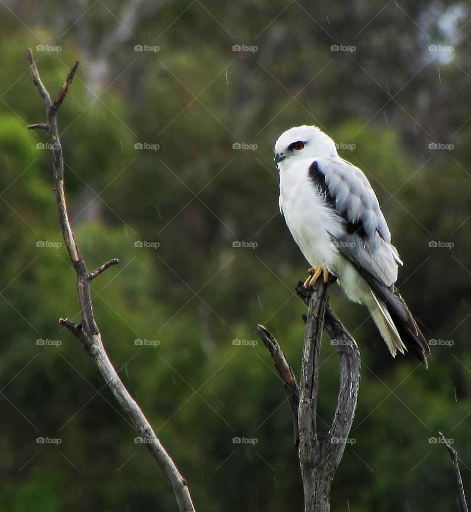 Black shoulded kite in the rain.