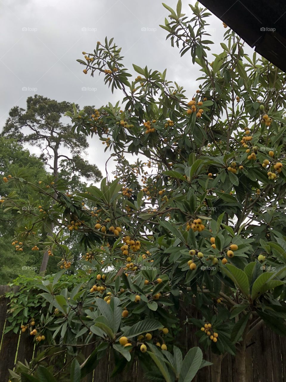 Nísperos Yellow Fruit