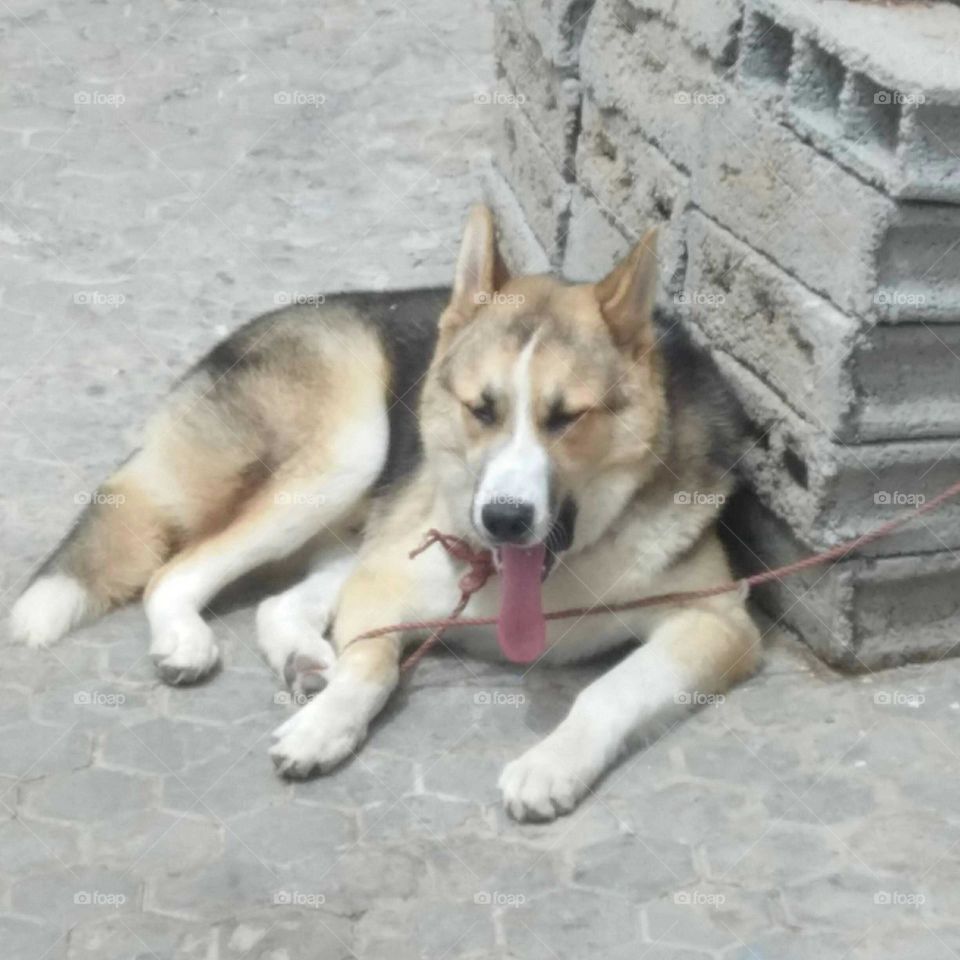 Beautiful husky dog sleeping