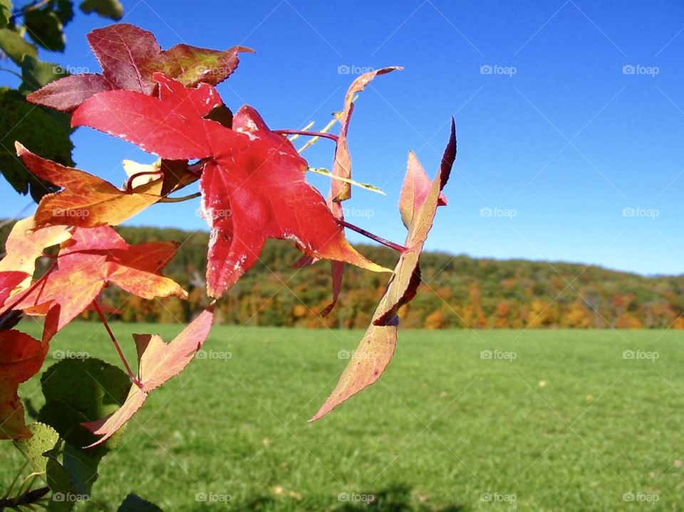 Fall colors