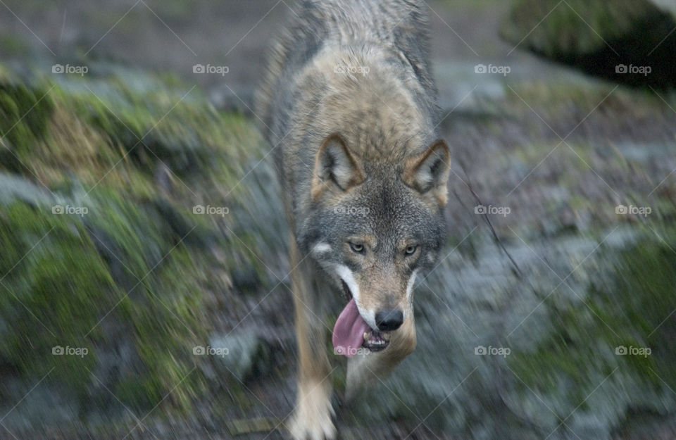 Gray wolf running and hunting.