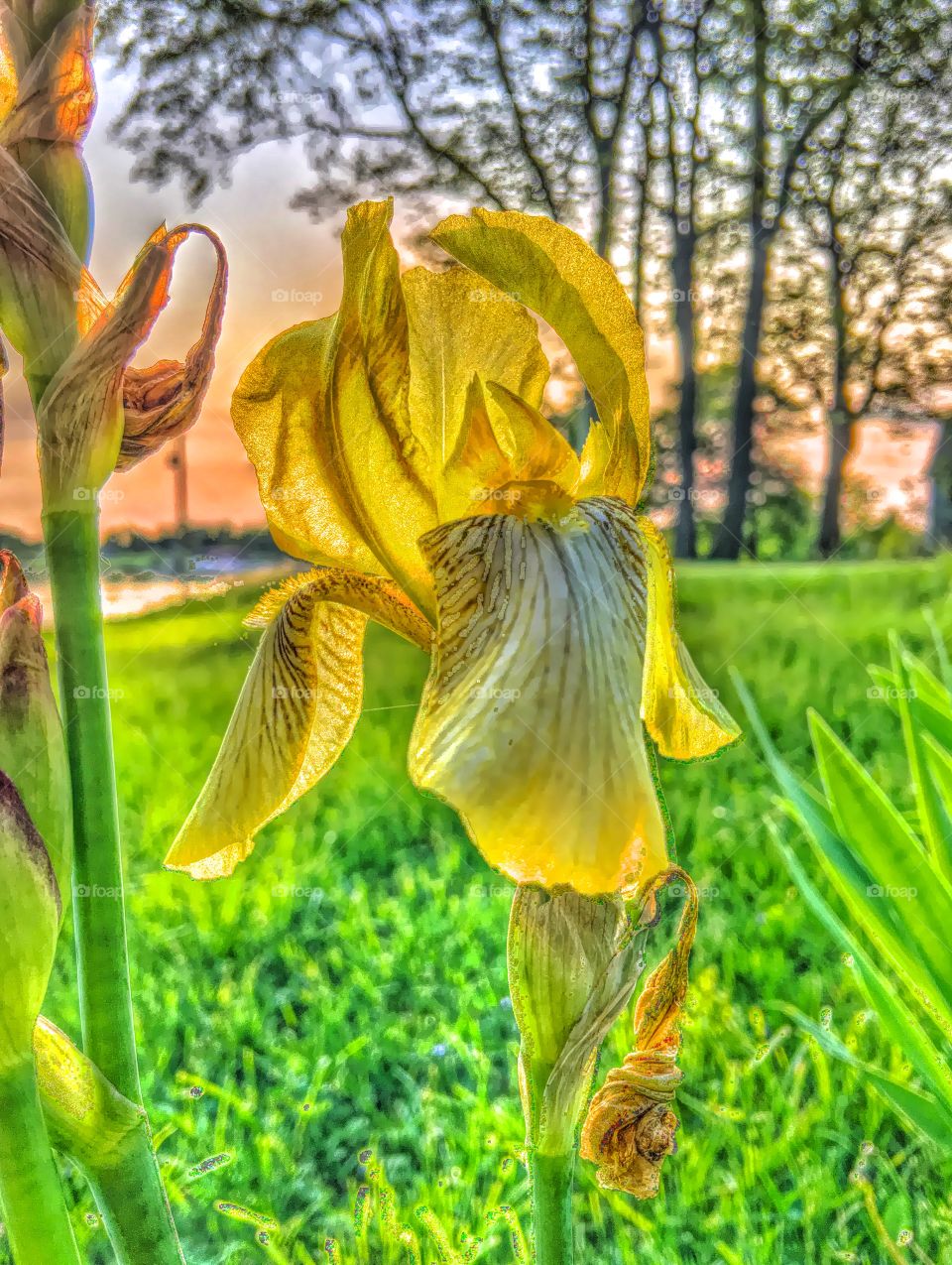 Beautiful Indiana flower