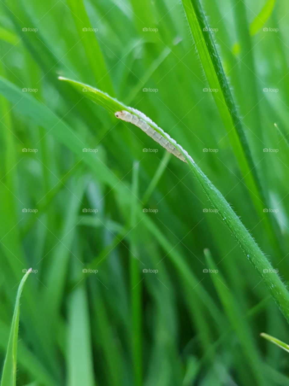Insect on a blade of grass close up
