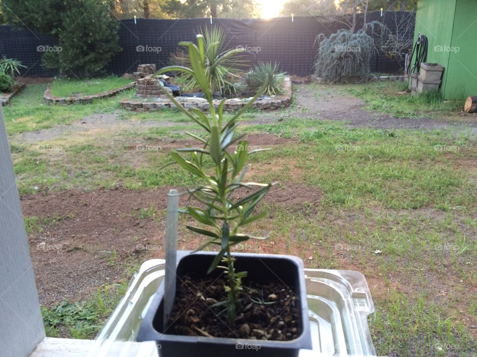 Rosemary for garden