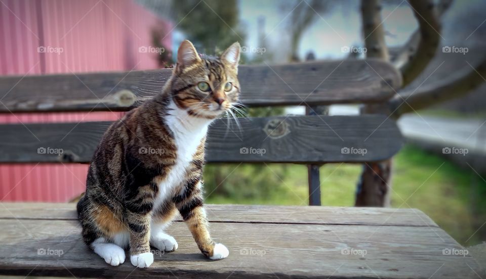 cat on a bench