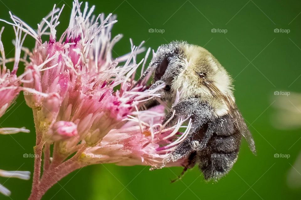 A bumble bee is busy doing its thing. 