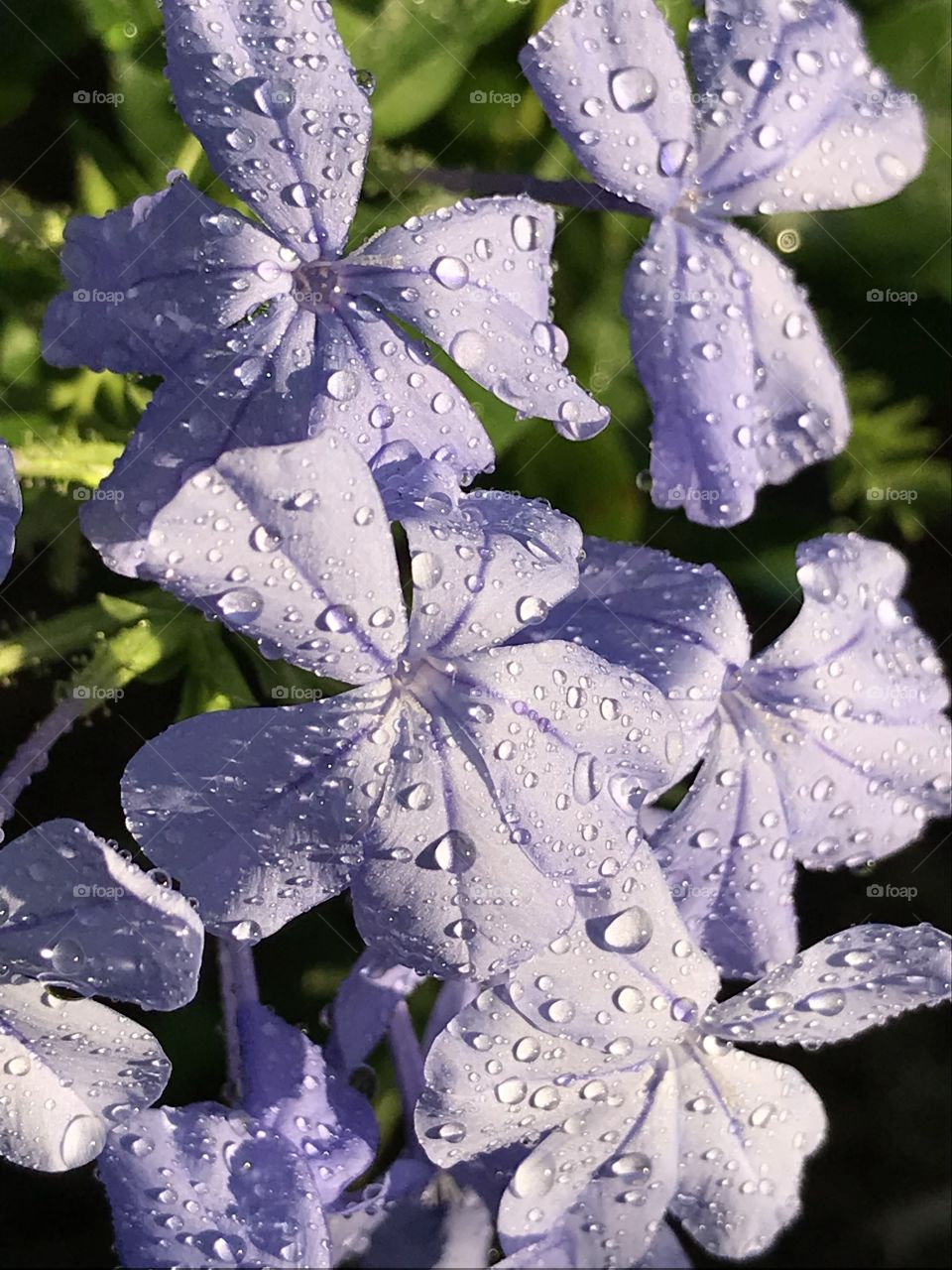 Plumbago