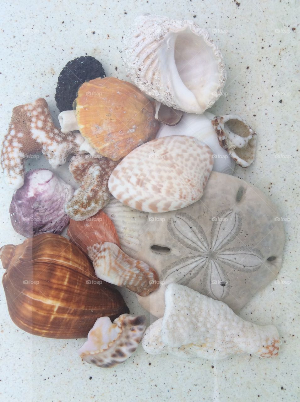 Shells in the water
