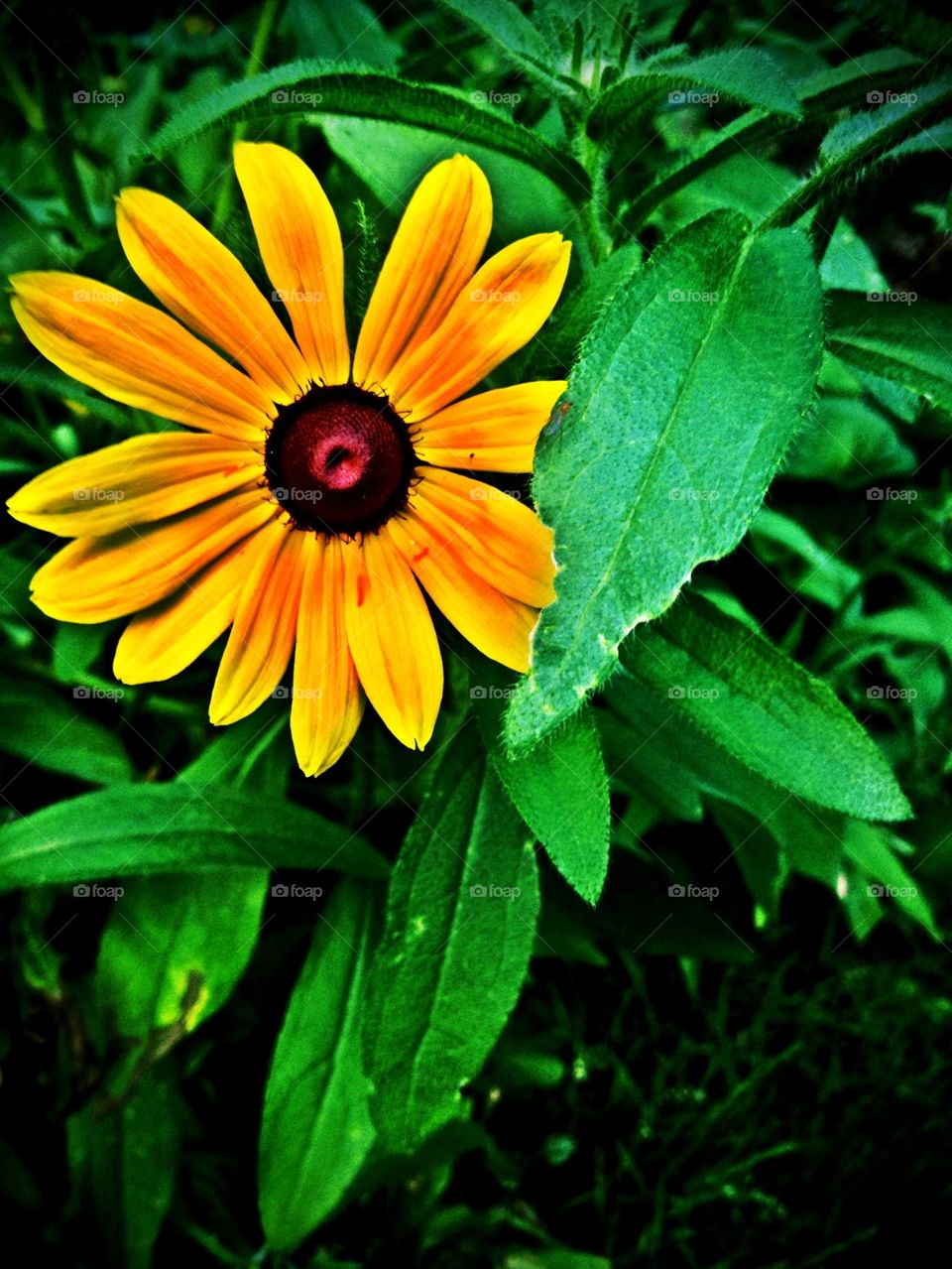 Brown eyed Susan 