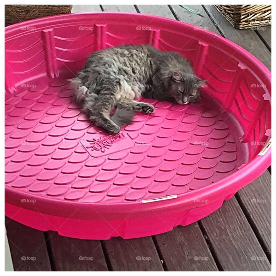 Cat sleeping in empty baby pool