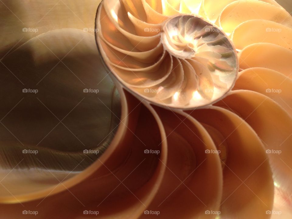 Nautilus shell cross section spiral symmetry pompilius seashell Fibonacci sequence 