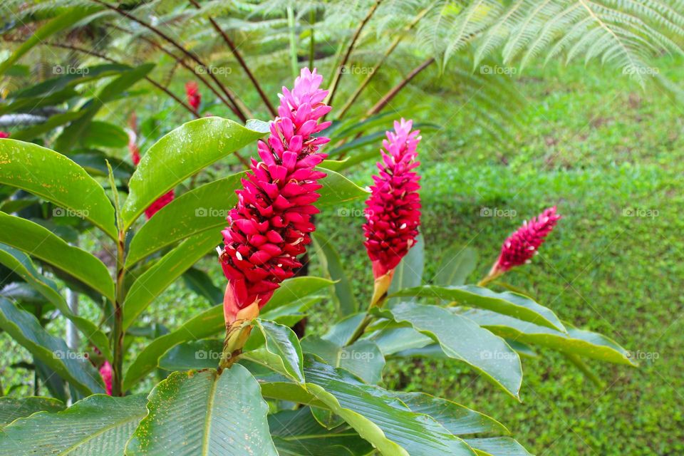 Close up of red ginger,  tropical red flower in Costa Rica.  In its natural environment