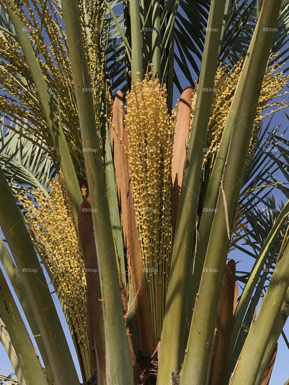 Palm blossom 