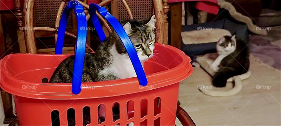“Roukey”, the tomcat likes to go all sorts of places, sometimes to hide and sometimes just to hang out. The house in “Bavaria” where he lives has lots of interesting places such as the bright red plastic basket he is in. 2023. Hypnotic Productions