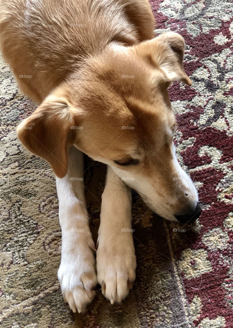 Mixed breed dog resting head on outstretched paws on rug 