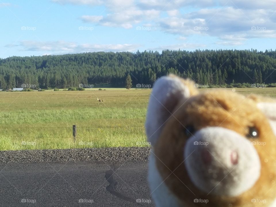 Adventures of pigglett