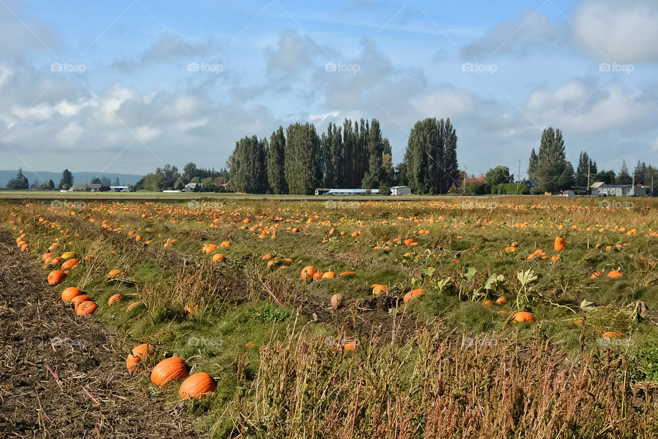 Pumpkin field