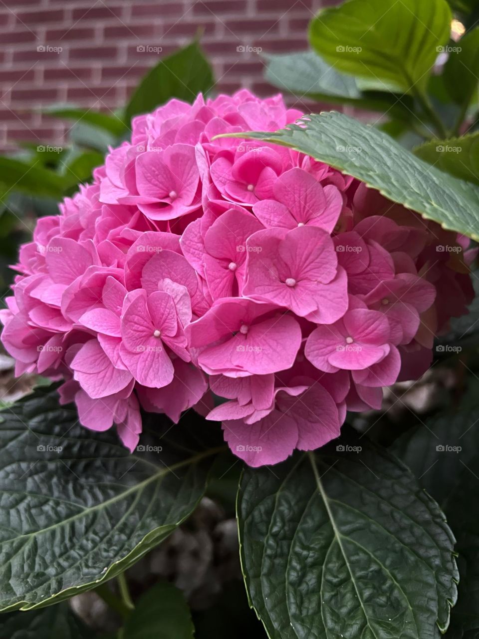 Perennial Pink Hydrangeas 