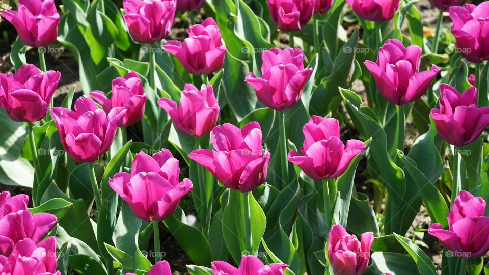 Tulips in spring.