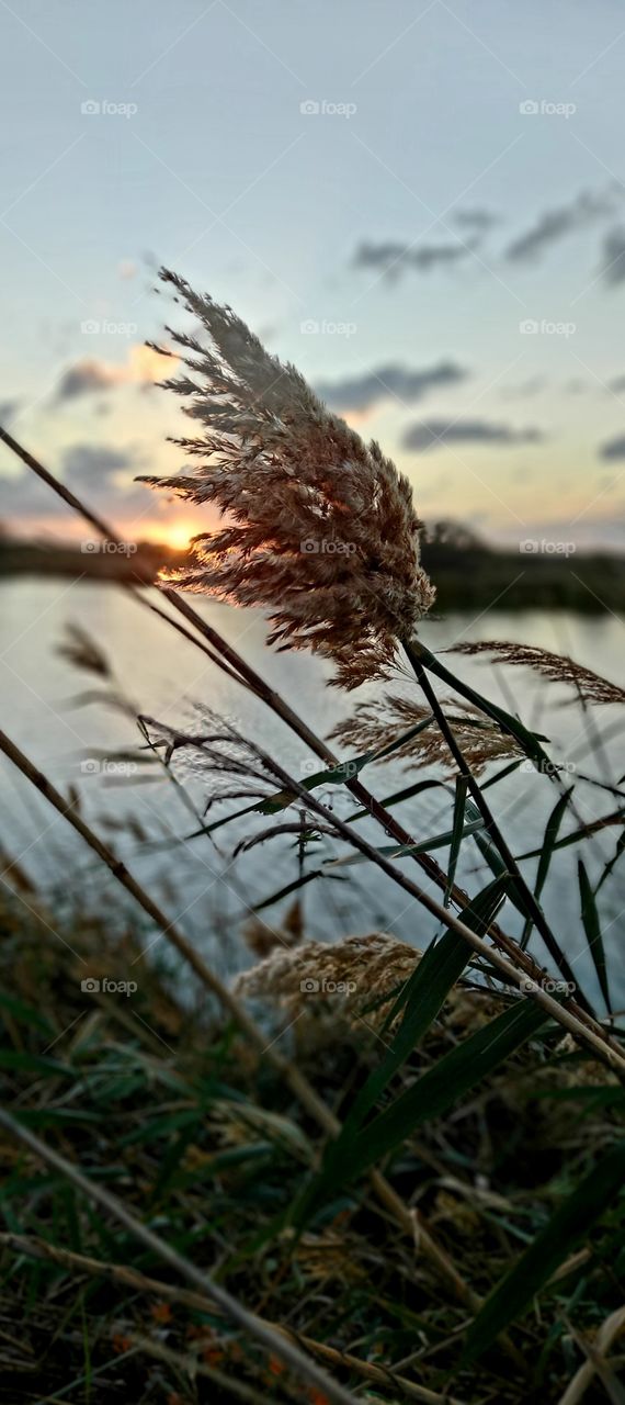 A thorn near a fish pond