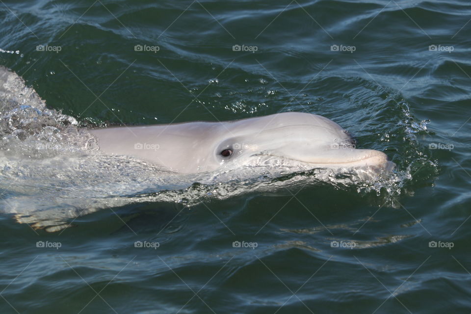 Friendly wild dolphin, South Australia closeup, head out of water, in the ocean, Spencer Gulf, Eyre Peninsula, Australian wildlife