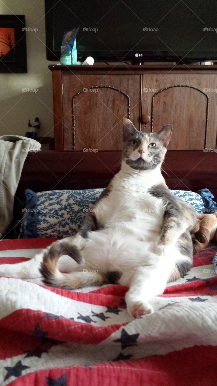 Hepburn Just Hanging Around Cutest Pets