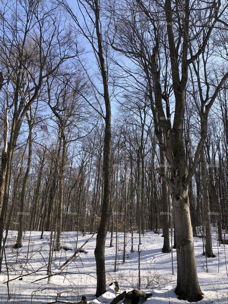 Winter forest 
